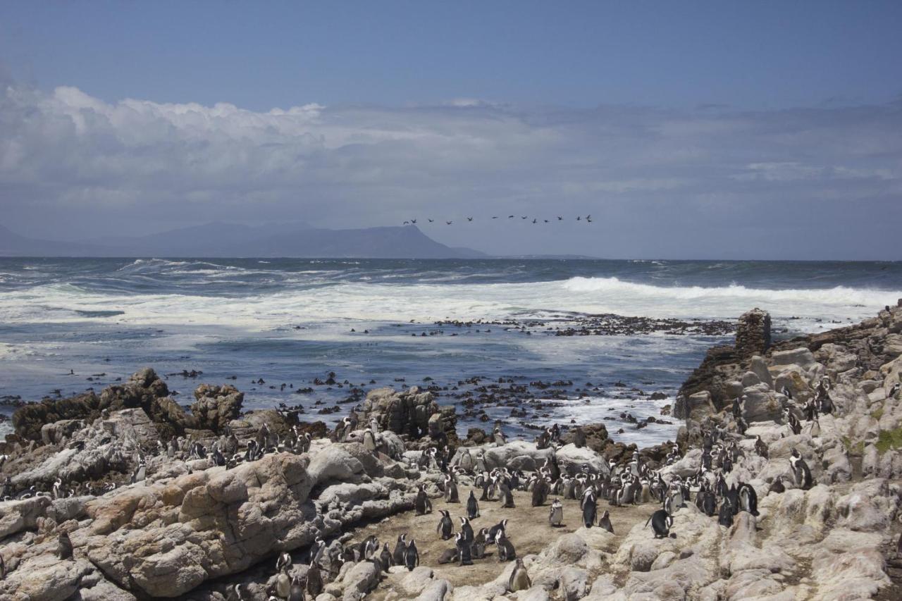 Silverdunes - Seaview Bettys Bay Bagian luar foto